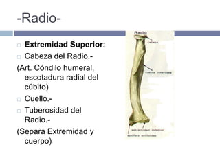 -Radio-
 Extremidad Superior:
 Cabeza del Radio.-
(Art. Cóndilo humeral,
escotadura radial del
cúbito)
 Cuello.-
 Tuberosidad del
Radio.-
(Separa Extremidad y
cuerpo)
 