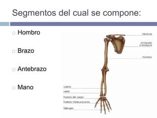 Segmentos del cual se compone:
 Hombro
 Brazo
 Antebrazo
 Mano
 