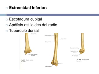  Extremidad Inferior:
 Escotadura cubital
 Apófisis estiloides del radio
 Tubérculo dorsal
 