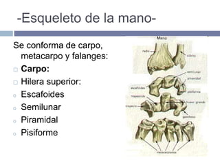 -Esqueleto de la mano-
Se conforma de carpo,
metacarpo y falanges:
 Carpo:
 Hilera superior:
o Escafoides
o Semilunar
o Piramidal
o Pisiforme
 