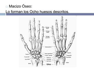  Macizo Óseo:
Lo forman los Ocho huesos descritos.
 