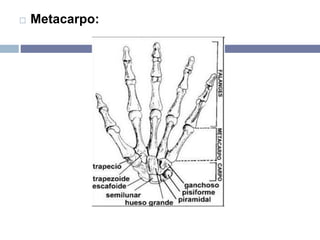  Metacarpo:
 