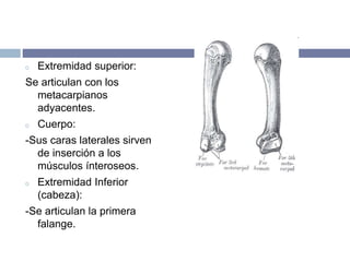 o Extremidad superior:
Se articulan con los
metacarpianos
adyacentes.
o Cuerpo:
-Sus caras laterales sirven
de inserción a los
músculos ínteroseos.
o Extremidad Inferior
(cabeza):
-Se articulan la primera
falange.
 