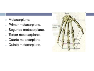  Metacarpiano:
o Primer metacarpiano.
o Segundo metacarpiano.
o Tercer metacarpiano.
o Cuarto metacarpiano.
o Quinto metacarpiano.
 