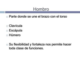 Hombro
 Parte donde se une el brazo con el torso
 Clavícula
 Escápula
 Húmero
 Su flexibilidad y fortaleza nos permite hacer
toda clase de funciones.
 