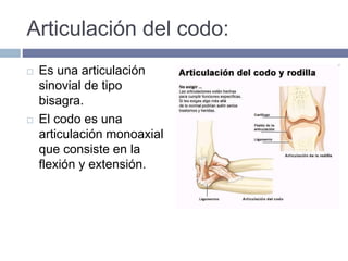 Articulación del codo:
 Es una articulación
sinovial de tipo
bisagra.
 El codo es una
articulación monoaxial
que consiste en la
flexión y extensión.
 