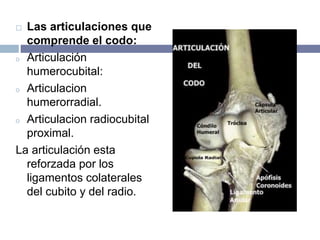 Las articulaciones que
comprende el codo:
o Articulación
humerocubital:
o Articulacion
humerorradial.
o Articulacion radiocubital
proximal.
La articulación esta
reforzada por los
ligamentos colaterales
del cubito y del radio.
 