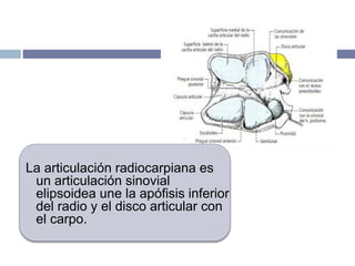 La articulación radiocarpiana es
un articulación sinovial
elipsoidea une la apófisis inferior
del radio y el disco articular con
el carpo.
 