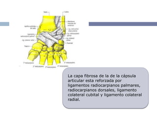 La capa fibrosa de la de la cápsula
articular esta reforzada por
ligamentos radiocarpianos palmares,
radiocarpianos dorsales, ligamento
colateral cubital y ligamento colateral
radial.
 