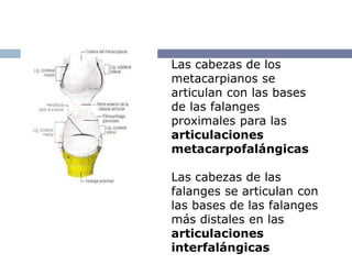 Las cabezas de los
metacarpianos se
articulan con las bases
de las falanges
proximales para las
articulaciones
metacarpofalángicas
Las cabezas de las
falanges se articulan con
las bases de las falanges
más distales en las
articulaciones
interfalángicas
 