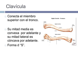Clavícula
 Conecta el miembro
superior con el tronco.
 Su mitad media es
convexa por adelante y
su mitad lateral es
cóncava por adelante.
 Forma d “S”.
 