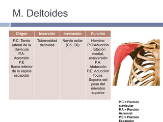 M. Deltoides
Origen Inserción Inervación Función
P.C: Tercio
lateral de la
clavícula
P.A:
Acromión
P.E
Borde inferior
de la espina
escapular
Tuberosidad
deltoidea
Nervio axilar
(C5, C6)
Hombro:
P.C:Aducción
, rotación
medial,
anteversión
P.A:
Abducción
P.E: Aducción
Todas:
Soporte del
peso del
miembro
superior
P.C = Porción
clavicular
P.A = Porción
Acromial
P.E = Porción
 