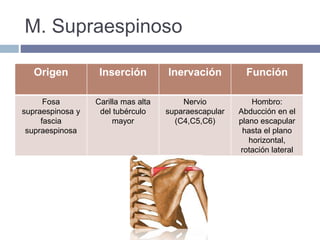 M. Supraespinoso
Origen Inserción Inervación Función
Fosa
supraespinosa y
fascia
supraespinosa
Carilla mas alta
del tubérculo
mayor
Nervio
suparaescapular
(C4,C5,C6)
Hombro:
Abducción en el
plano escapular
hasta el plano
horizontal,
rotación lateral
 