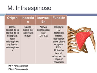 M. Infraespinoso
P.C = Porción craneal
P.Ca = Porción caudal
Origen Inserció
n
Inervaci
ón
Función
Borde
caudal de la
espina de la
escápula,
fosa
infraespinos
a y fascia
infraespinos
a
Carilla
media del
tubérculo
mayor
Nervio
supraescap
ular
(C5, C6)
Hombro:
P.C:
Rotación
lateral,
abducción
en el plano
ecapular
P.Ca:
Rotación
lateral ,
aducción en
el plano
escapular
 