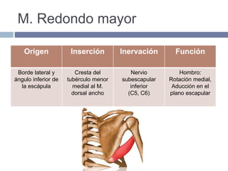 M. Redondo mayor
Origen Inserción Inervación Función
Borde lateral y
ángulo inferior de
la escápula
Cresta del
tubérculo menor
medial al M.
dorsal ancho
Nervio
subescapular
inferior
(C5, C6)
Hombro:
Rotación medial,
Aducción en el
plano escapular
 