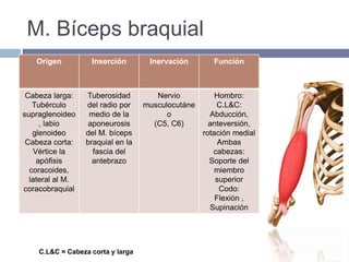 M. Bíceps braquial
C.L&C = Cabeza corta y larga
Origen Inserción Inervación Función
Cabeza larga:
Tubérculo
supraglenoideo
, labio
glenoideo
Cabeza corta:
Vértice la
apófisis
coracoides,
lateral al M.
coracobraquial
Tuberosidad
del radio por
medio de la
aponeurosis
del M. bíceps
braquial en la
fascia del
antebrazo
Nervio
musculocutáne
o
(C5, C6)
Hombro:
C.L&C:
Abducción,
anteversión,
rotación medial
Ambas
cabezas:
Soporte del
miembro
superior
Codo:
Flexión ,
Supinación
 