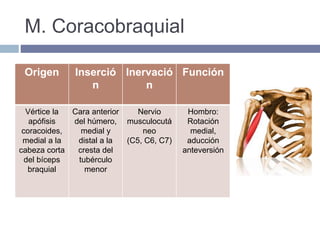 M. Coracobraquial
Origen Inserció
n
Inervació
n
Función
Vértice la
apófisis
coracoides,
medial a la
cabeza corta
del bíceps
braquial
Cara anterior
del húmero,
medial y
distal a la
cresta del
tubérculo
menor
Nervio
musculocutá
neo
(C5, C6, C7)
Hombro:
Rotación
medial,
aducción
anteversión
 