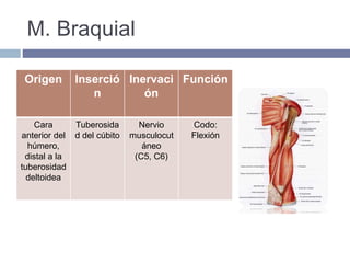 M. Braquial
Origen Inserció
n
Inervaci
ón
Función
Cara
anterior del
húmero,
distal a la
tuberosidad
deltoidea
Tuberosida
d del cúbito
Nervio
musculocut
áneo
(C5, C6)
Codo:
Flexión
 