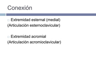 Conexión
 Extremidad esternal (medial)
(Articulación esternoclavicular)
 Extremidad acromial
(Articulación acromioclavicular)
 