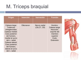M. Tríceps braquial
Origen Inserción Inervación Función
Cabeza larga:
Tubérculo
infraglenoideo
Cabeza medial:
Cara posterior
del húmero,
medial al surco
del n. radial
Cabeza lateral:
Cara posterior
del húmero,
lateral al surco
del n. radial
Olécranon Nervio radial
(C6,C7, C8)
Hombro:
Cabeza larga:
Aducción,
soporte del
miembro
superior
Codo:
Extensión
 