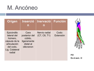 M. Ancóneo
P.D
Es el azul.. 
Origen Inserció
n
Inervació
n
Función
Epicóndilo
lateral del
húmero,
cápsula de la
articulación
del codo,
Lig. Colateral
radial
Cara
posterior del
cúbito,
ligeramente
distal al
olécranon
Nervio radial
(C7, C8, T1)
Codo:
Extensión
 