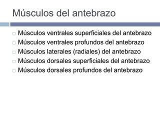 Músculos del antebrazo
 Músculos ventrales superficiales del antebrazo
 Músculos ventrales profundos del antebrazo
 Músculos laterales (radiales) del antebrazo
 Músculos dorsales superficiales del antebrazo
 Músculos dorsales profundos del antebrazo
 