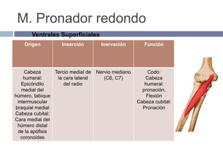 M. Pronador redondo
Origen Inserción Inervación Función
Cabeza
humeral:
Epicóndilo
medial del
húmero, tabique
intermuscular
braquial medial
Cabeza cubital:
Cara medial del
húmero distal
de la apófisis
coronoides
Tercio medial de
la cara lateral
del radio
Nervio mediano
(C6, C7)
Codo:
Cabeza
humeral:
pronación,
Flexión
Cabeza cubital:
Pronación
Ventrales Superficiales
 
