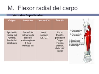 M. Flexor radial del carpo
Origen Inserción Inervación Función
Epicóndilo
medial del
húmero,
fascia del
antebrazo
Superficie
palmar de la
base del
metacarpiano
II (y a
menudo III)
Nervio
mediano
(C6, C7)
Codo:
Flexión,
pronación
Carpo:
Flexión
palmar,
abducción
radial
Ventrales Superficiales
 