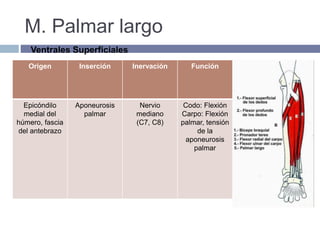 M. Palmar largo
Origen Inserción Inervación Función
Epicóndilo
medial del
húmero, fascia
del antebrazo
Aponeurosis
palmar
Nervio
mediano
(C7, C8)
Codo: Flexión
Carpo: Flexión
palmar, tensión
de la
aponeurosis
palmar
Ventrales Superficiales
 