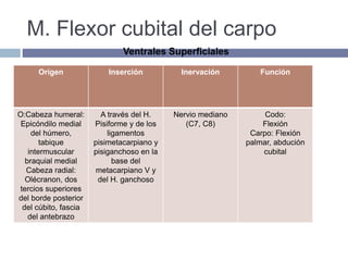 M. Flexor cubital del carpo
Origen Inserción Inervación Función
O:Cabeza humeral:
Epicóndilo medial
del húmero,
tabique
intermuscular
braquial medial
Cabeza radial:
Olécranon, dos
tercios superiores
del borde posterior
del cúbito, fascia
del antebrazo
A través del H.
Pisiforme y de los
ligamentos
pisimetacarpiano y
pisiganchoso en la
base del
metacarpiano V y
del H. ganchoso
Nervio mediano
(C7, C8)
Codo:
Flexión
Carpo: Flexión
palmar, abdución
cubital
Ventrales Superficiales
 