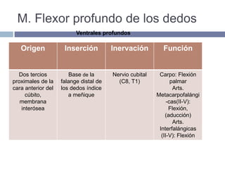 M. Flexor profundo de los dedos
Origen Inserción Inervación Función
Dos tercios
proximales de la
cara anterior del
cúbito,
membrana
interósea
Base de la
falange distal de
los dedos índice
a meñique
Nervio cubital
(C8, T1)
Carpo: Flexión
palmar
Arts.
Metacarpofalángi
-cas(II-V):
Flexión,
(aducción)
Arts.
Interfalángicas
(II-V): Flexión
Ventrales profundos
 