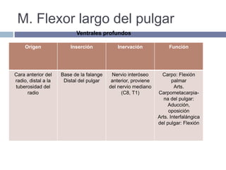 M. Flexor largo del pulgar
Origen Inserción Inervación Función
Cara anterior del
radio, distal a la
tuberosidad del
radio
Base de la falange
Distal del pulgar
Nervio interóseo
anterior, proviene
del nervio mediano
(C8, T1)
Carpo: Flexión
palmar
Arts.
Carpometacarpia-
na del pulgar:
Aducción,
oposición
Arts. Interfalángica
del pulgar: Flexión
Ventrales profundos
 