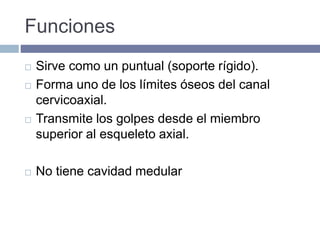 Funciones
 Sirve como un puntual (soporte rígido).
 Forma uno de los límites óseos del canal
cervicoaxial.
 Transmite los golpes desde el miembro
superior al esqueleto axial.
 No tiene cavidad medular
 