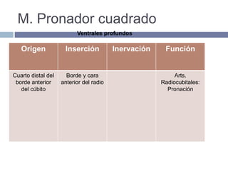 M. Pronador cuadrado
Origen Inserción Inervación Función
Cuarto distal del
borde anterior
del cúbito
Borde y cara
anterior del radio
Arts.
Radiocubitales:
Pronación
Ventrales profundos
 