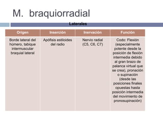 M. braquiorradial
Origen Inserción Inervación Función
Borde lateral del
húmero, tabique
intermuscular
braquial lateral
Apófisis estiloides
del radio
Nervio radial
(C5, C6, C7)
Codo: Flexión
(especialmente
potente desde la
posición de flexión
intermedia debido
al gran brazo de
palanca virtual que
se crea), pronación
o supinación
(desde las
posiciones finales
opuestas hasta
posición intermedia
del movimiento de
pronosupinación)
Laterales
 