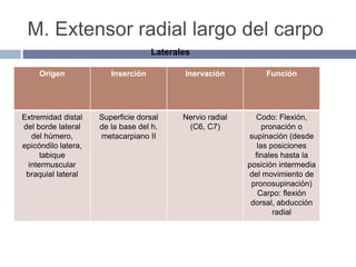 M. Extensor radial largo del carpo
Origen Inserción Inervación Función
Extremidad distal
del borde lateral
del húmero,
epicóndilo latera,
tabique
intermuscular
braquial lateral
Superficie dorsal
de la base del h.
metacarpiano II
Nervio radial
(C6, C7)
Codo: Flexión,
pronación o
supinación (desde
las posiciones
finales hasta la
posición intermedia
del movimiento de
pronosupinación)
Carpo: flexión
dorsal, abducción
radial
Laterales
 