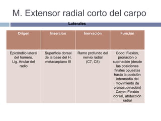 M. Extensor radial corto del carpo
Origen Inserción Inervación Función
Epicóndilo lateral
del húmero.
Lig. Anular del
radio
Superficie dorsal
de la base del H.
metacarpiano III
Ramo profundo del
nervio radial
(C7, C8)
Codo: Flexión,
pronación o
supinación (desde
las posiciones
finales opuestas
hasta la posición
intermedia del
movimiento de
pronosupinación)
Carpo: Flexión
dorsal, abducción
radial
Laterales
 