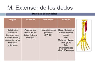 M. Extensor de los dedos
Origen Inserción Inervación Función
Epicóndilo
lateral del
húmero, Ligs.
Clateral radial y
anular del radio,
fascia del
antebrazo
Aponeurosis
dorsal de los
dedos índice a
meñique
Nervio interóseo
posterior
(C7, C8)
Codo: Extensión
Carpo: Flexión
dorsal
Arts.
Metacarpofaláng
icas (II-V)
Arts.
Interfalángicas
(II-V): Extensión
Dorsales superficiales
 