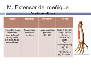 M. Extensor del meñique
Origen Inserción Inervación Función
Epicóndilo lateral
del húmero,
Ligs. Colateral
radial y anular
del radio, fascia
del antebrazo
Aponeurosis
dorsal del
meñique
Nervio interóseo
posterior
(C7, C8)
Codo: Estensión
Carpo: Flexión
dorsal,
separación
cubital
Art.
Metacarpofalangi
-ca (V)
Art.
Interfalángica
(V): Extensión
Dorsales superficiales
 