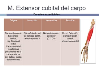 M. Extensor cubital del carpo
Origen Inserción Inervación Función
Cabeza humeral:
Epicóndilo
lateral,
Lig. Colateral
radial
Cabeza cubital
Dos tercios
proximales de la
cara posterior
del cúbito, fascia
del antebrazo
Superficie dorsal
de la base del H.
metacarpiano V
Nervio interóseo
posterior
(C7, C8)
Codo: Extensión
Carpo: Flexión
dorsal,
abducción cubital
Dorsales superficiales
 