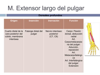 M. Extensor largo del pulgar
Origen Inserción Inervación Función
Cuarto distal de la
cara posterior del
cúbito, membrana
interósea
Falange distal del
pulgar
Nervio interóseo
posterior
(C7, C8)
Carpo: Flexión
dorsal, abducción
radial
Art.
Carpometacarpia-
na del pulgar:
Aducción,
reposición
Art.
Metacarpofalángi-
ca
Art. Interfalángica
del pulgar:
Extensión
Dorsales profundos
 