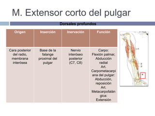 M. Extensor corto del pulgar
Origen Inserción Inervación Función
Cara posterior
del radio,
membrana
interósea
Base de la
falange
proximal del
pulgar
Nervio
interóseo
posterior
(C7, C8)
Carpo:
Flexión palmar,
Abducción
radial
Art.
Carpometacarpi
ana del pulgar:
Abducción,
reposición
Art.
Metacarpofalán
gica:
Extensión
Dorsales profundos
 