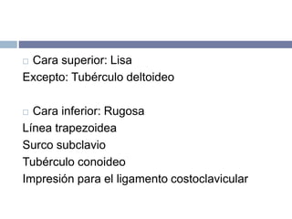  Cara superior: Lisa
Excepto: Tubérculo deltoideo
 Cara inferior: Rugosa
Línea trapezoidea
Surco subclavio
Tubérculo conoideo
Impresión para el ligamento costoclavicular
 