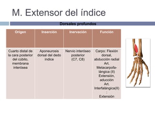 M. Extensor del índice
Origen Inserción Inervación Función
Cuarto distal de
la cara posterior
del cúbito,
membrana
interósea
Aponeurosis
dorsal del dedo
índice
Nervio interóseo
posterior
(C7, C8)
Carpo: Flexión
dorsal,
abducción radial
Art.
Metacarpofa-
lángica (II)
Extensión,
aducción
Art.
Interfalángica(II)
:
Extensión
Dorsales profundos
 