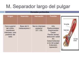M. Separador largo del pulgar
Origen Inserción Inervación Función
Cara superior
del cúbito,
membrana
interósea, cara
posterior del
radio
Base del H.
metacarpiano I
Nervio interóseo
posterior
(C7, C8)
Arts.
Radiocubitales:
Supimnación
Carpo:
Flexión dorsal,
abducción radial
Art.
Carpometacarpi
a-na del pulgar:
Extensión,
reposición
Dorsales profundos
 