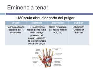 Eminencia tenar
Origen Inserción Inervación Función
Retináculo flexor,
Tubérculo del H.
escafoides
H. Sesamoideo
radial, borde radial
de la falange
proximal del
pulgar, Inserción
de la aponeurosis
dorsal del pulgar
Ramo recurrente
del nervio medial
(C8, T1)
Abducción
Oposición
Flexión
 Músculo abductor corto del pulgar
 