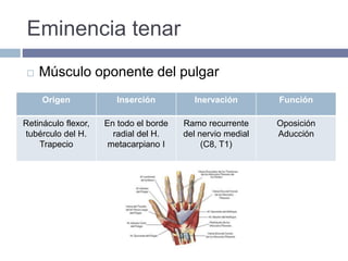 Eminencia tenar
 Músculo oponente del pulgar
Origen Inserción Inervación Función
Retináculo flexor,
tubérculo del H.
Trapecio
En todo el borde
radial del H.
metacarpiano I
Ramo recurrente
del nervio medial
(C8, T1)
Oposición
Aducción
 