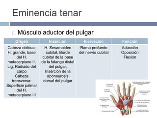 Eminencia tenar
 Músculo aductor del pulgar
Origen Inserción Inervación Función
Cabeza oblicua:
H. grande, base
del H.
metacarpiano II,
Lig. Radiado del
carpo
Cabeza
transversa:
Superficie palmar
del H.
metacarpiano III
H. Sesamoideo
cubital, Borde
cubital de la base
de la falange distal
del pulgar,
Inserción de la
aponeurosis
dorsal del pulgar
Ramo profundo
del nervio cubital
Aducción
Oposición
Flexión
 