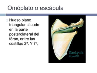 Omóplato o escápula
 Hueso plano
triangular situado
en la parte
posterolateral del
tórax, entre las
costillas 2ª. Y 7ª.
 
