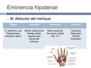 Eminencia hipotenar
 M. Abductor del meñique
Origen Inserción Inervación Función
H. pisiforme, Lig.
Pisiganchoso,
retináculo flexor
Borde cubital de la
falange distal,
aponeurosis
dorsal del
meñique
Ramo profundo
del nervio cubital
(C8, T1)
Oposición
Abducción
Flexión
Extensión
 